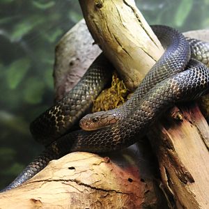 Chinese Banded King Cobra