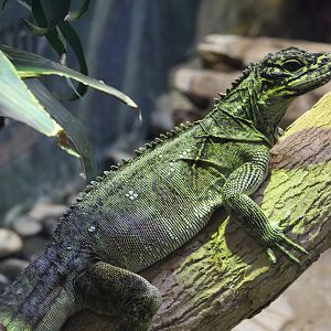 Philippine Sailfin Lizard