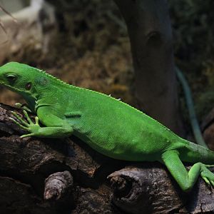 Fiji Banded Iguana