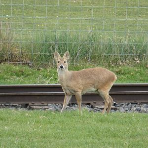 Chinese water deer