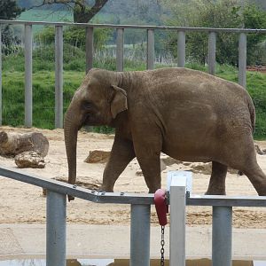 Asian elephant cow