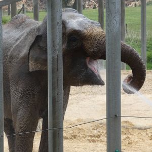 Asian elephant drinking