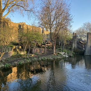 Land of the Lions (evening) - Asiatic lions exhibit 180322