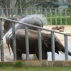 Asian elephant bull in pool