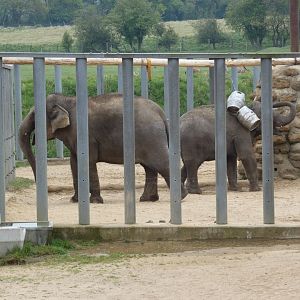 Karishma and Elizabeth (Asian elephants)