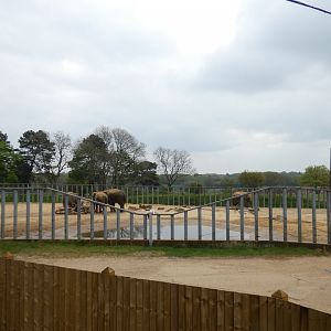 Asian elephant sand paddock