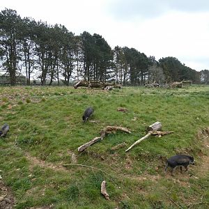 Visayan warty pig enclosure