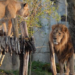 Land of the Lions (evening) - Asiatic lions 180322