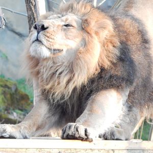 Land of the Lions (evening) - Asiatic lion 180322