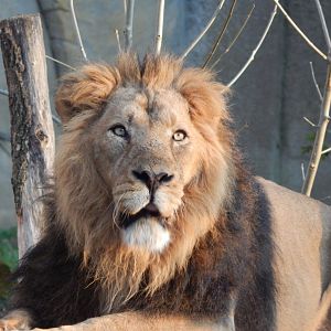 Land of the Lions (evening) - Asiatic lion 180322