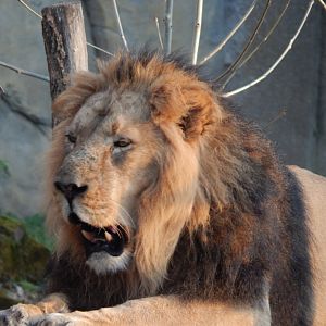 Land of the Lions (evening) - Asiatic lion 180322