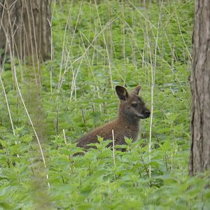 Free-ranging Bennett's wallaby
