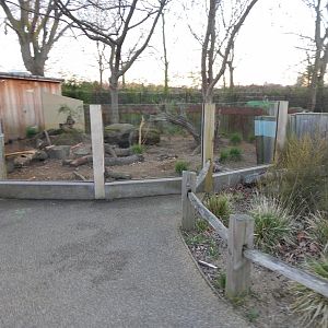 Crested porcupine exhibit (evening) 180322