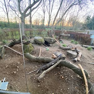 Crested porcupine exhibit (evening) 180322