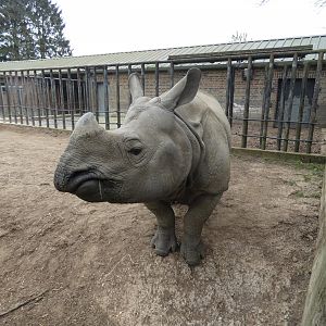 Greater one-horned rhino 'Zhiwa'