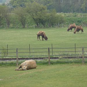 G1HR & Bactrian camels