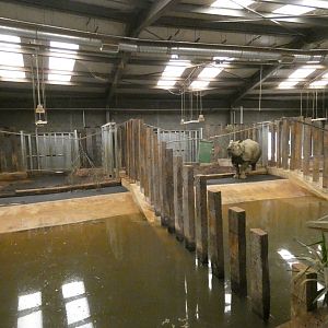 Rhinos of Nepal house