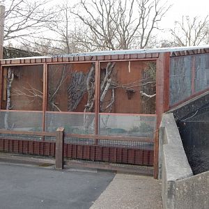 African grey parrot aviary (evening) 180322