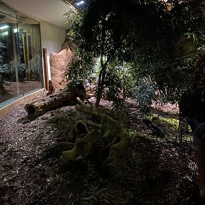 Komodo dragon exhibit (evening) 180322