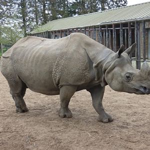 Greater one-horned rhino