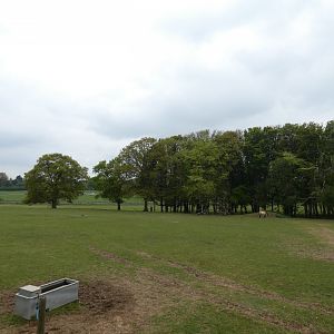 Przewalski's horse paddock