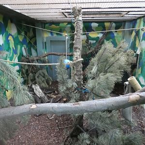 Sri Lankan sloth bear indoor enclosure