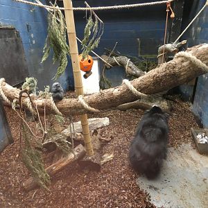 Sri Lankan sloth bear indoor enclosure (2)
