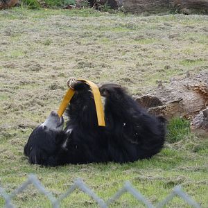 Sri Lankan sloth bear with enrichment