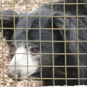 Sri Lankan sloth bear close-up
