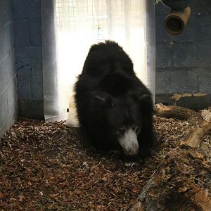 Sri Lankan sloth bear