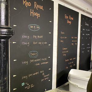 Red river hog feeding board (evening) 180322