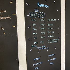 Babirusa feeding board (evening) 180322