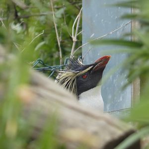 Northern rockhopper penguin