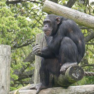 Chimpanzee