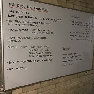 Red river hog husbandry board (evening) 180322