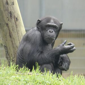 Central chimpanzee