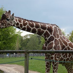 Reticulated giraffe bull