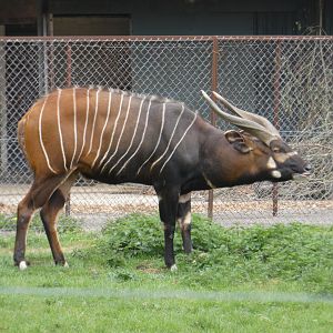 Eastern bongo