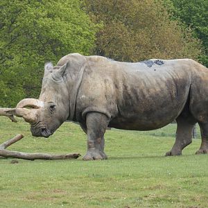 Southern white rhinoceros 'Mikumi'