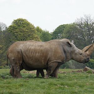 Southern white rhinoceros 'Tuli'