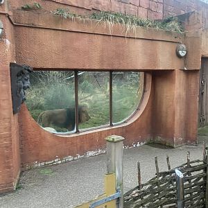 Land of the Lions (early morning) 190322