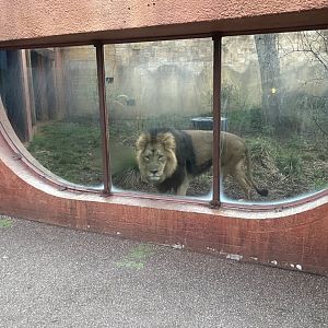 Land of the Lions (early morning) 190322