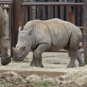 Southern white rhinoceros 'Nandi'