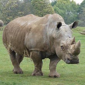 Southern white rhinoceros 'Nsiswa'