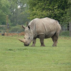Southern white rhinoceros 'Fahari'