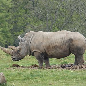 Southern white rhinoceros 'Bertha'
