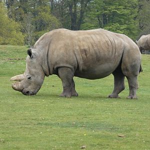 Southern white rhinoceros 'Jaseera'