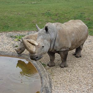 Southern white rhinoceros mother and daughter