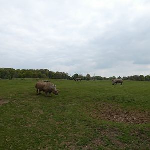 Southern white rhinoceros paddock