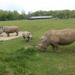 Southern white rhinoceros family photo